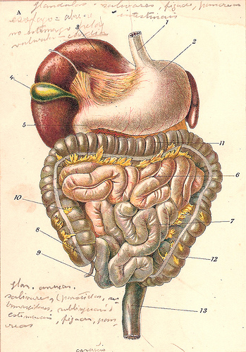 aparato-digestivo-balthazar-santos-e-mattoso-santos-atlas-de-zoologia-1907.jpg
