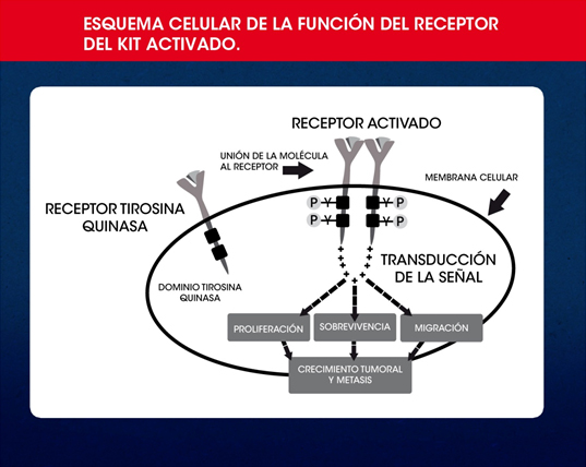 kitactivado.jpg